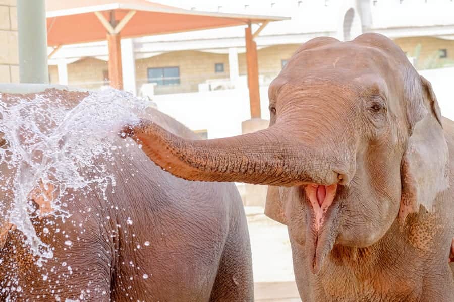 Watch the Elephant Show