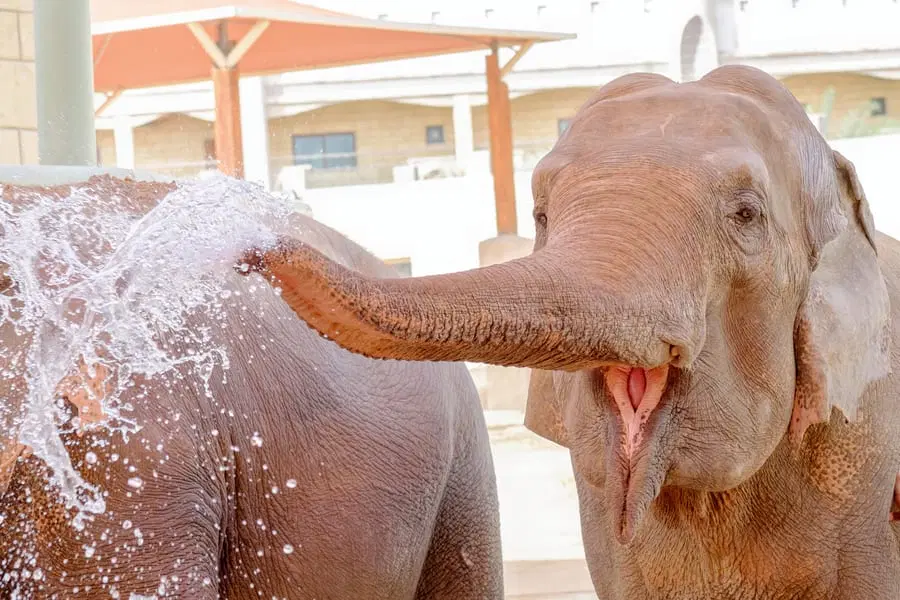Watch the Elephant Show