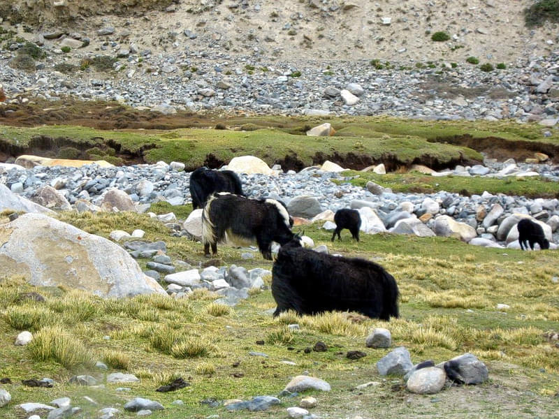 8 Days Leh Ladakh Tour Package Image