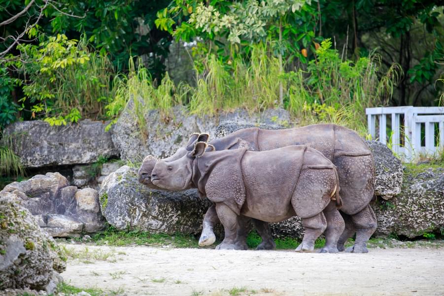 Capture Indian rhinoceros in their natural habitat