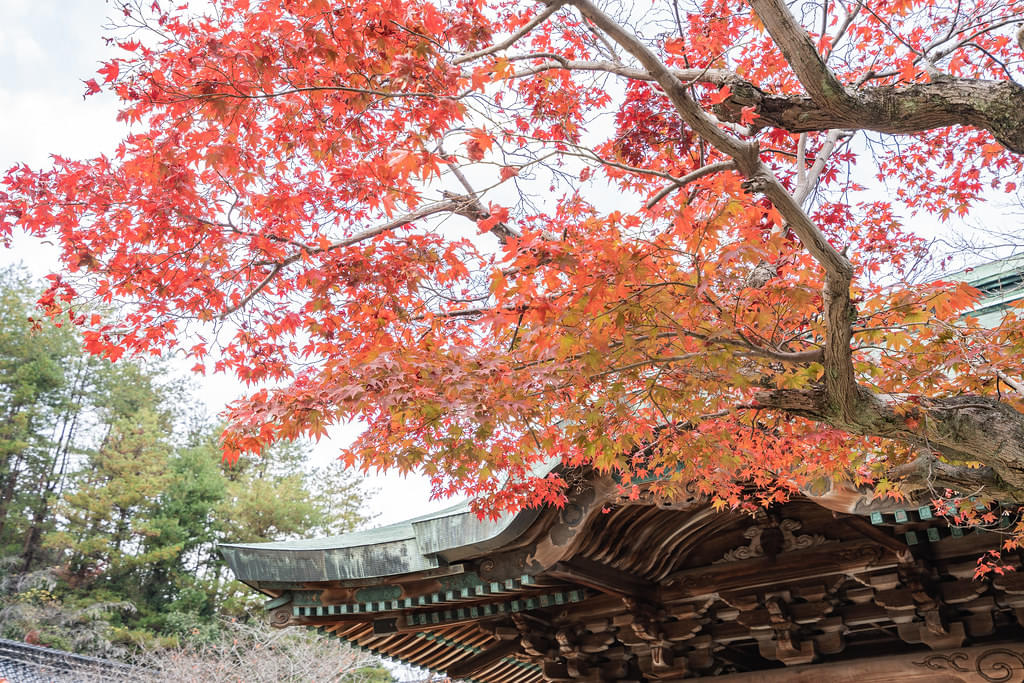 Momijidani Park Overview