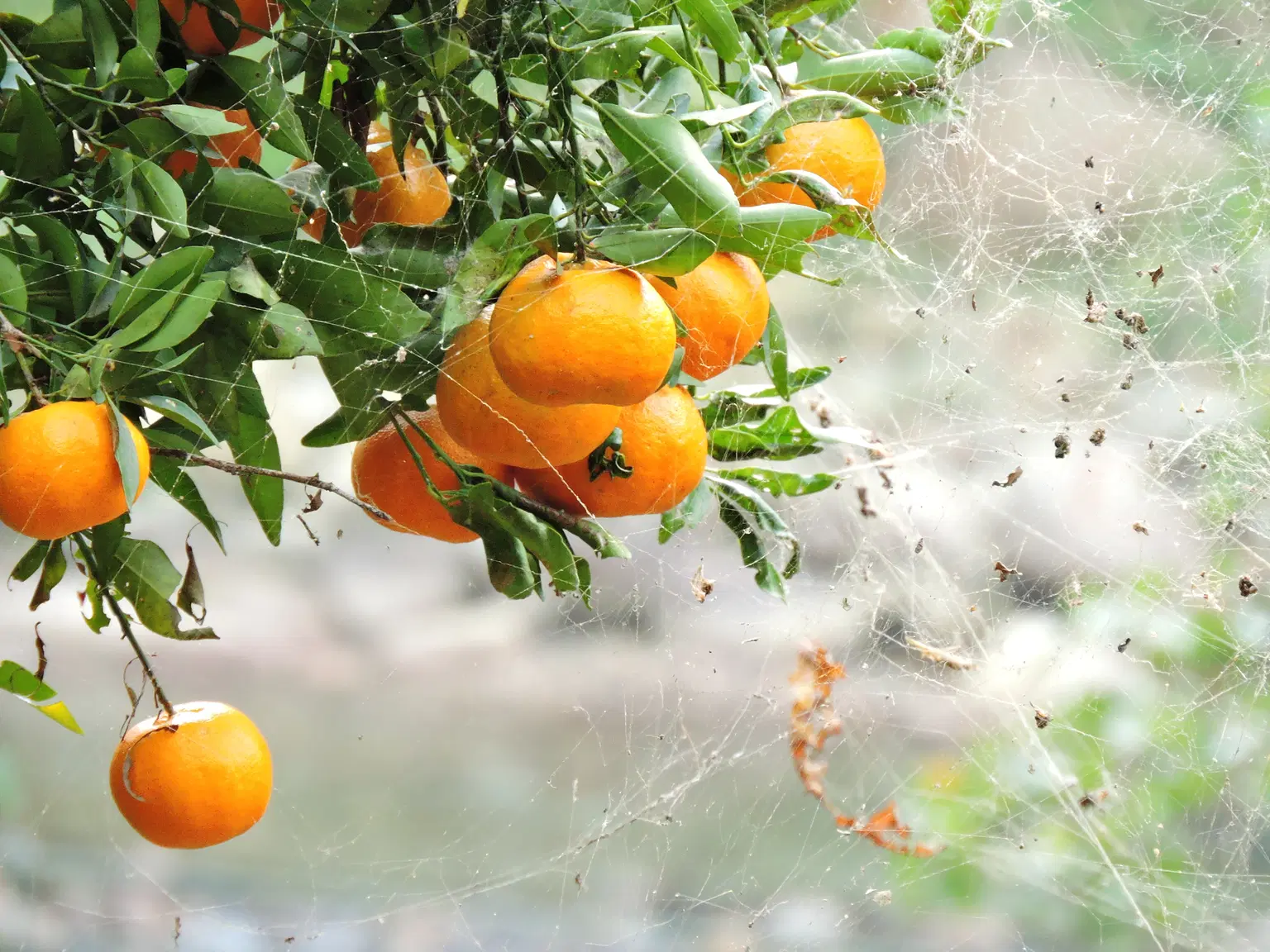 Orange orchards