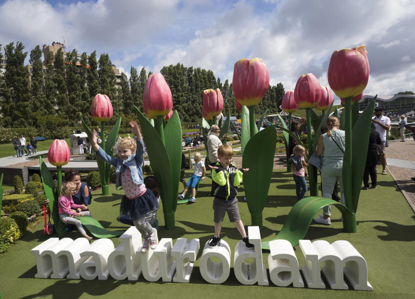 Click pictures with giant tulips that are 2.5m long