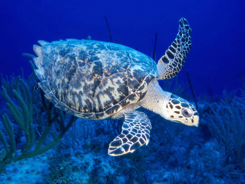 Mahatma Gandhi Marine National Park, <em>Port Blair</em>