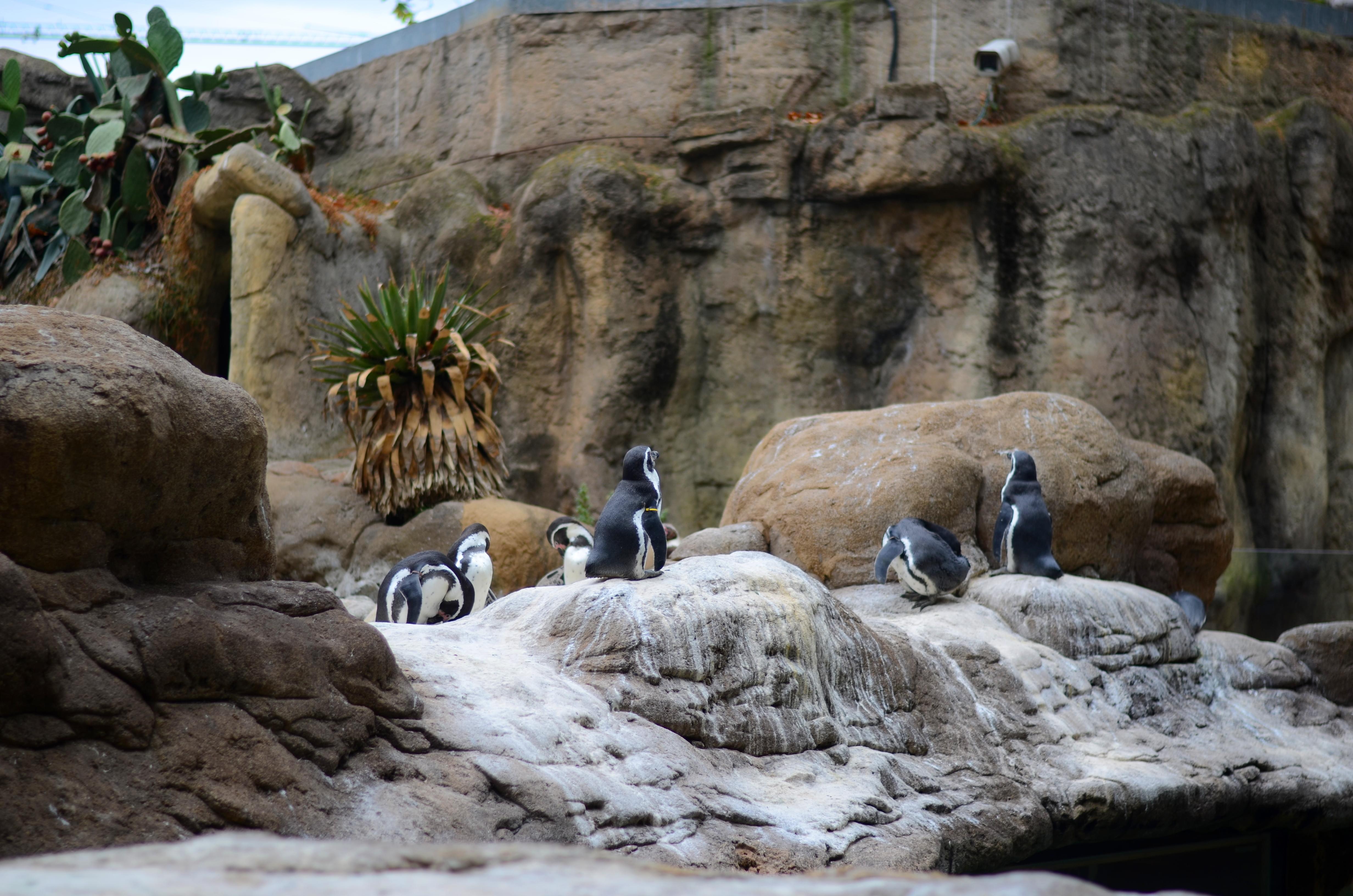 Penguin Feeding Activity