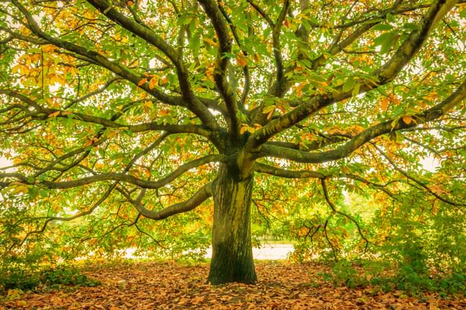 Reformers Tree, Hyde Park