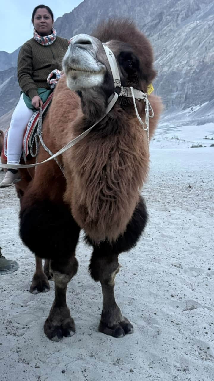 Traveller photo
