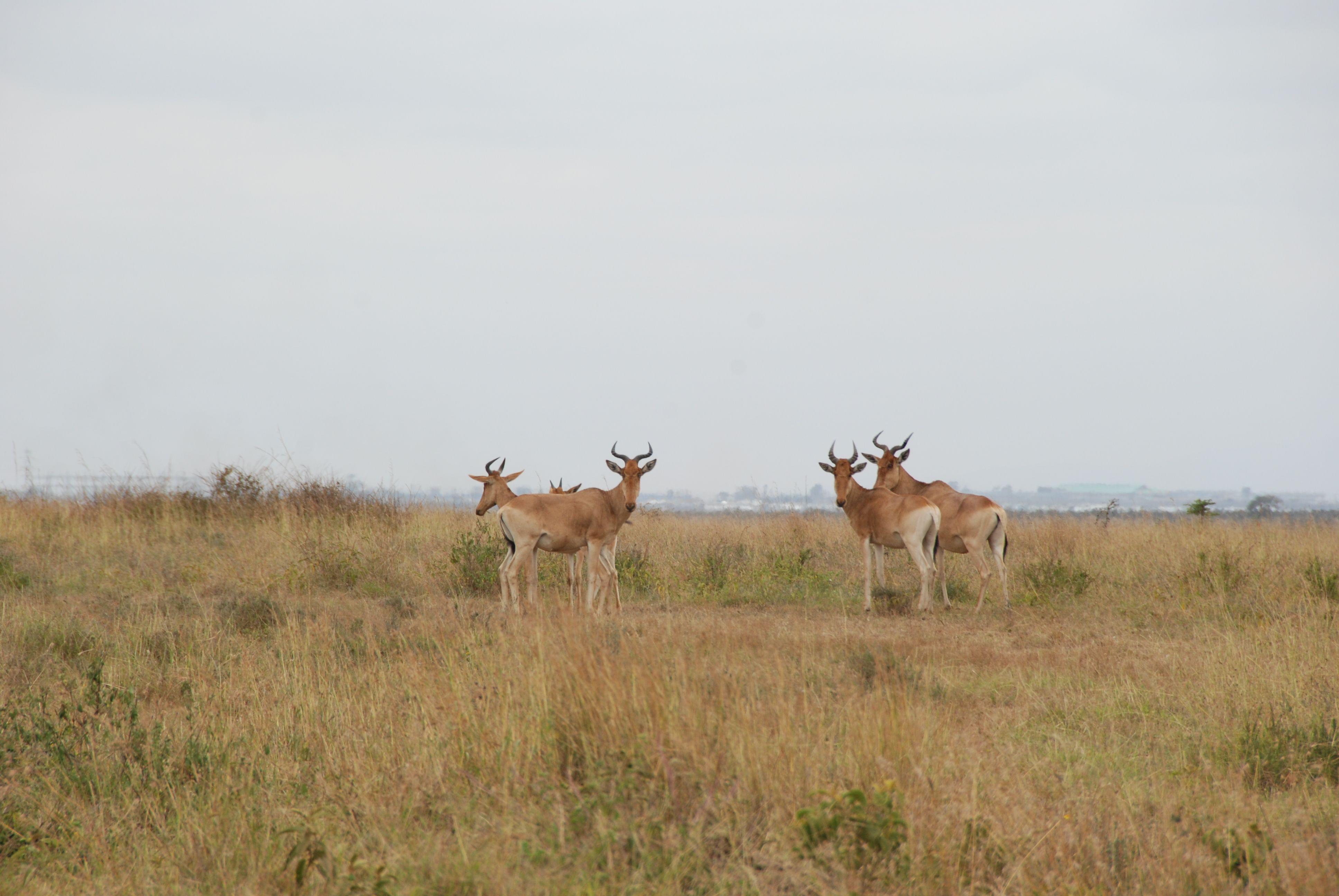 Nairobi National Park