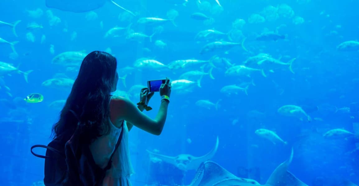 Dubai Aquarium & Penguin Cove Tickets Image