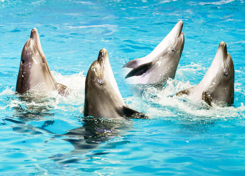 You will love to watch the dolphins perform in perfect sync