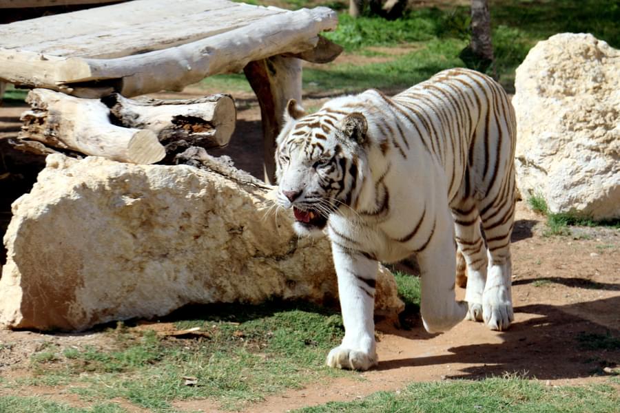 Dubai Safari Park Timings
