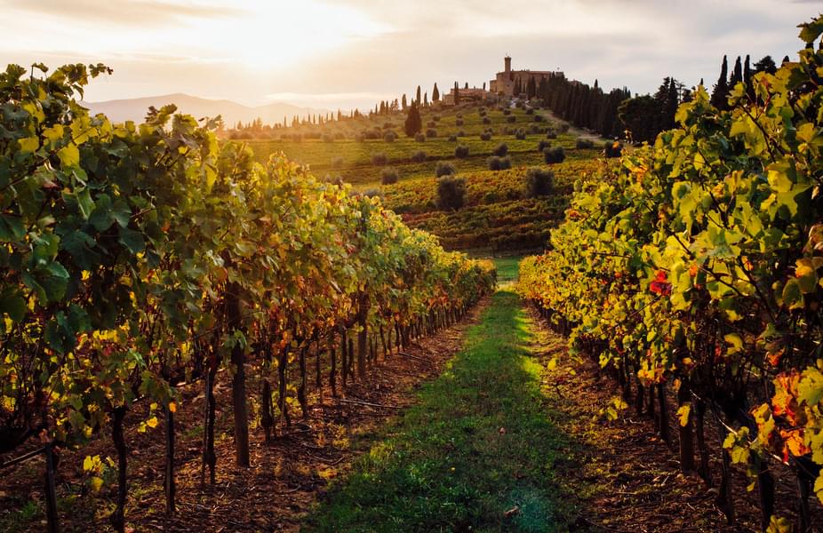 Stroll through the gorgeous vineyards