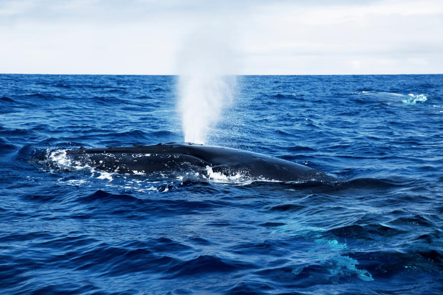 Whale Watching Tour From Galle Image