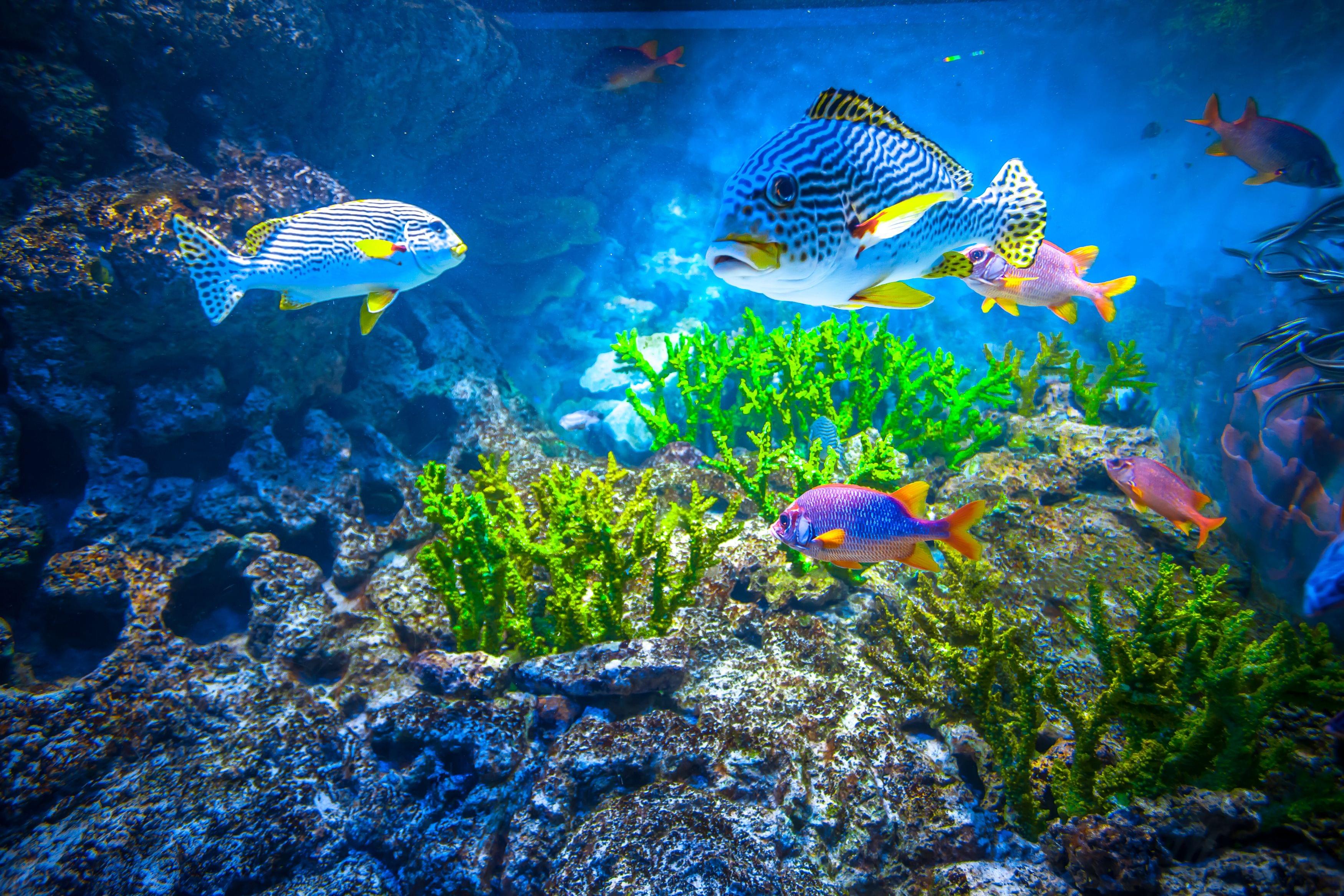 Nearby Attractions of SEA Aquarium