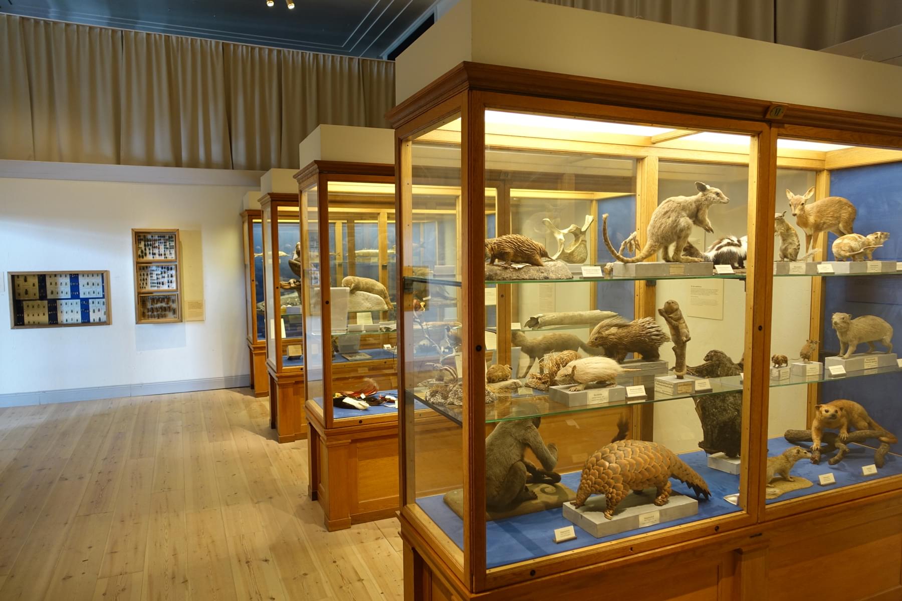 See Interactive Displays At Natural History Museum