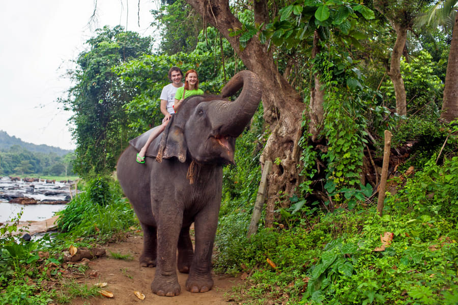 7 Days Sri Lanka Exotic Honeymoon Tour with Jeep Safari Image