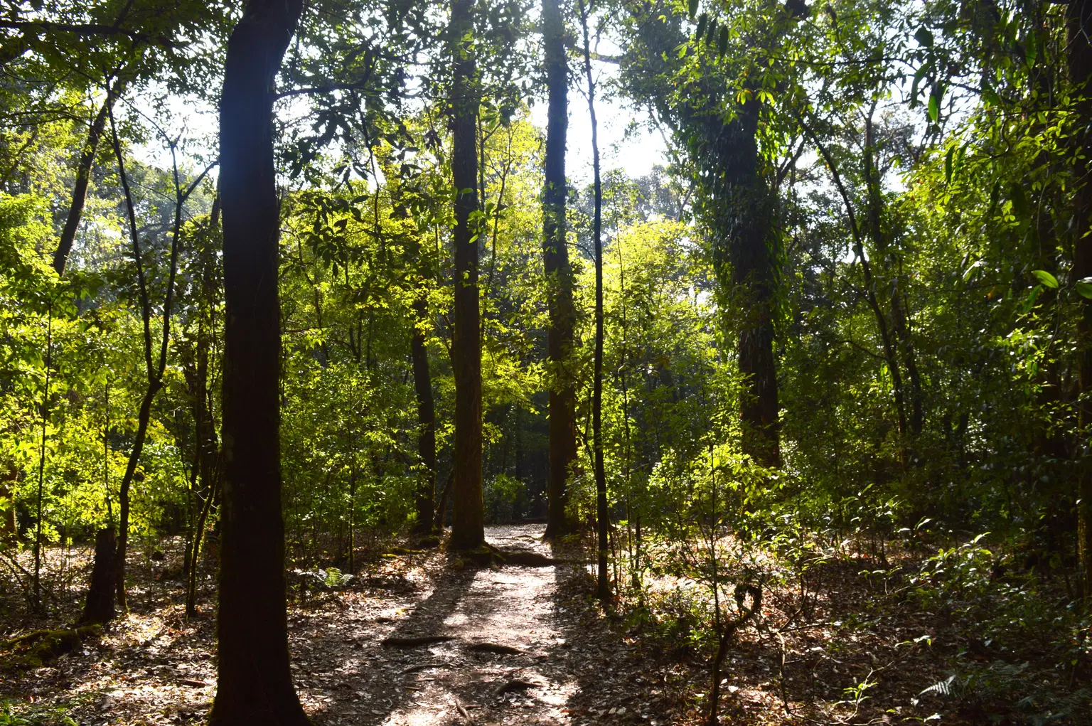 Mawphlang Sacred Forest