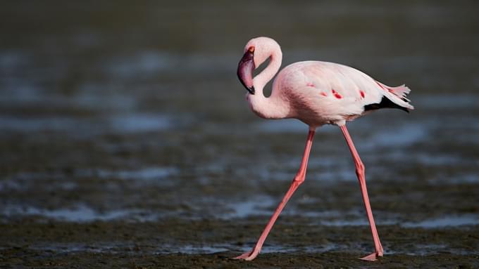 Lesser Flamingo