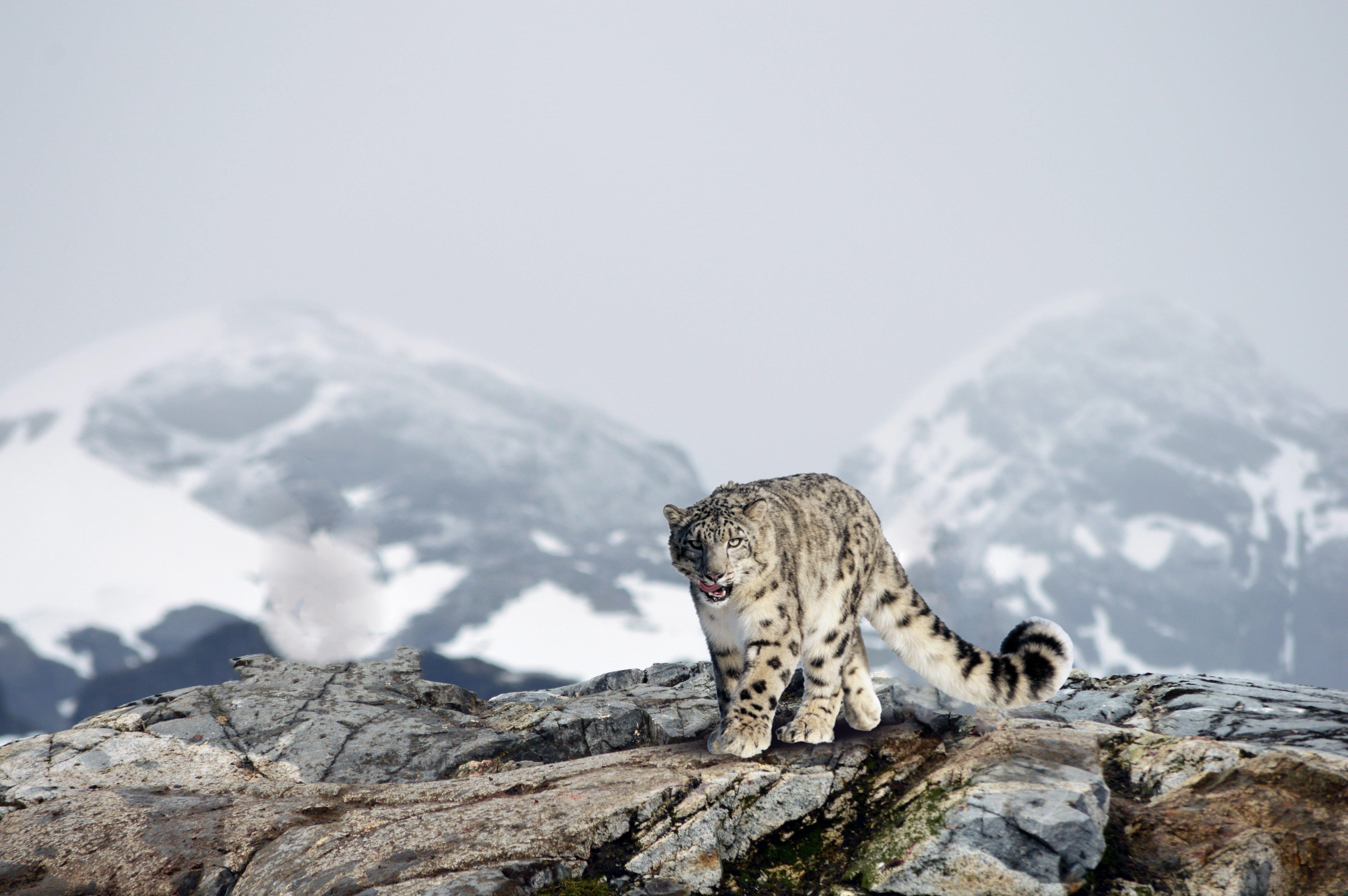 snow leopard trek