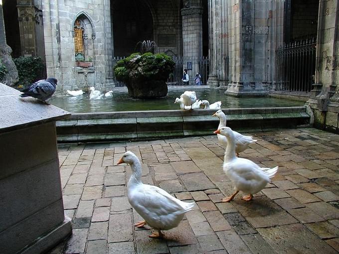 Geese Colony of Barcelona of Cathedral