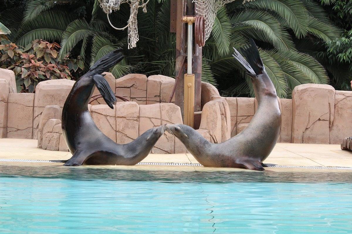 Las Aguilas Jungle Park Overview