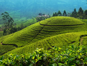 Visit the vast tea plantations