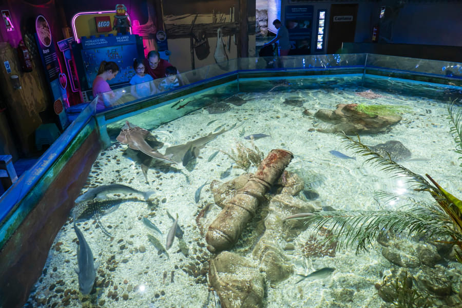 Interact with various marine animals at the Wet Hands activity