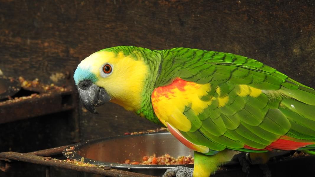 Parrots of Parque Das Aves