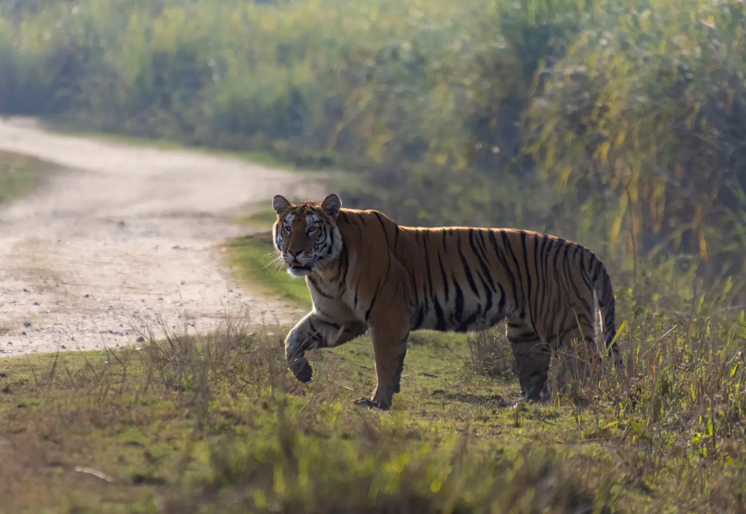 <em>Assam</em> Tour Packages From Mangalore 