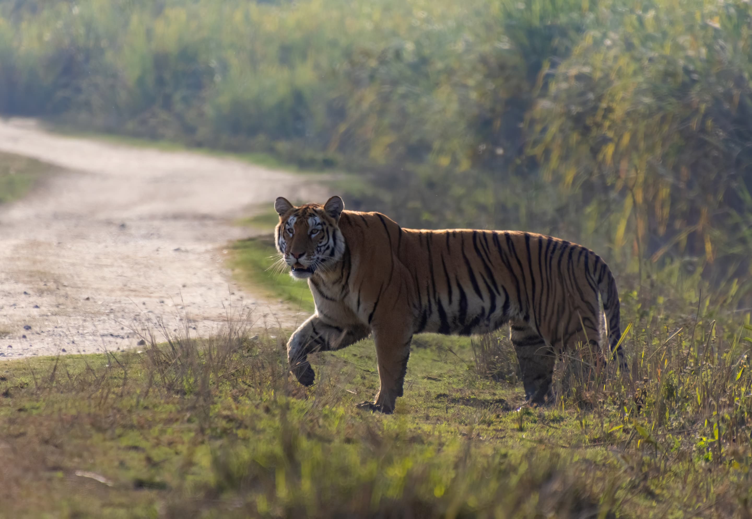 Assam Holiday Packages from Pune