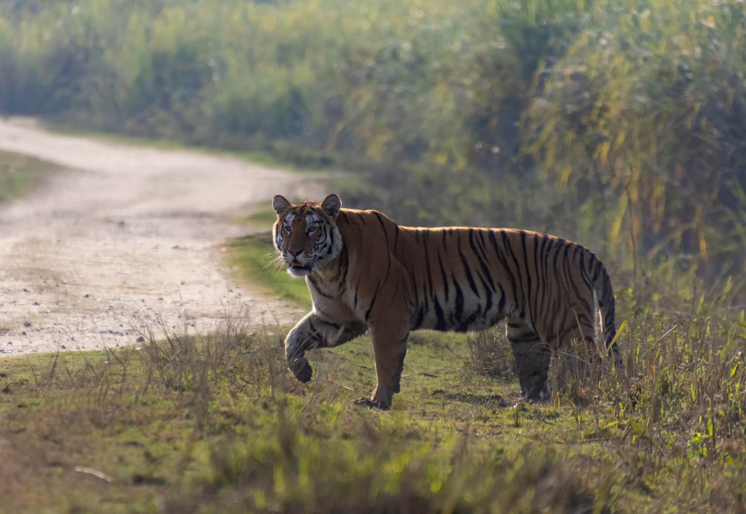 <em>Assam</em> Tour Packages From Coimbatore