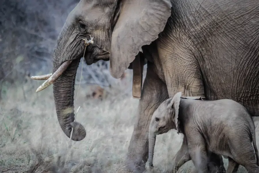 Elephant Junction Activities Package Image