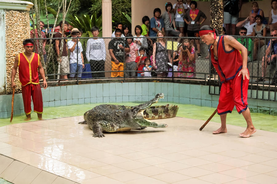 Crocodile Show Porosus Admission Ticket in Phuket Image