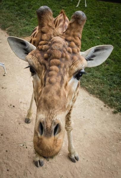 Giraffe in Zoom Torino Zoo