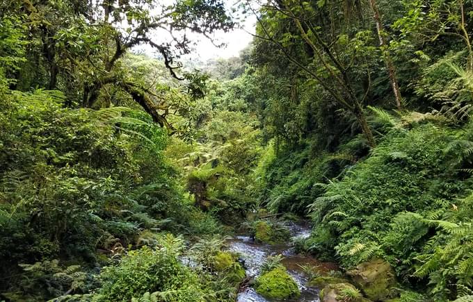 Nyungwe Forest Heart Of Africa