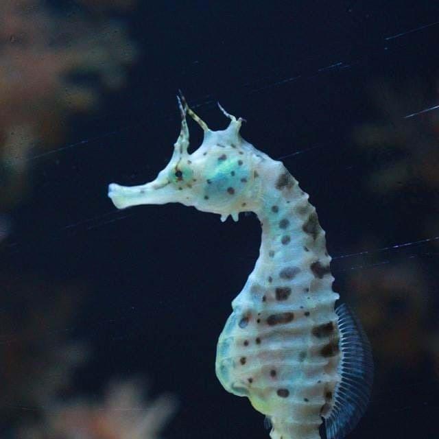 seahorse feeding.jpg