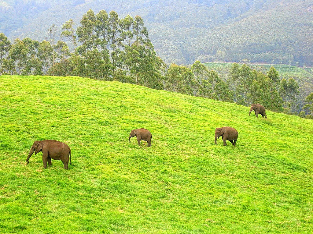 Idukki Wildlife Sanctuary, <em>Idukki</em>