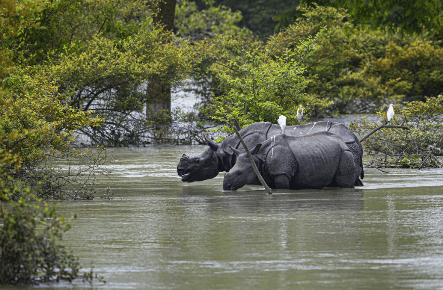 Guwahati Tour Package with Pobitora Wildlife Sanctuary Image