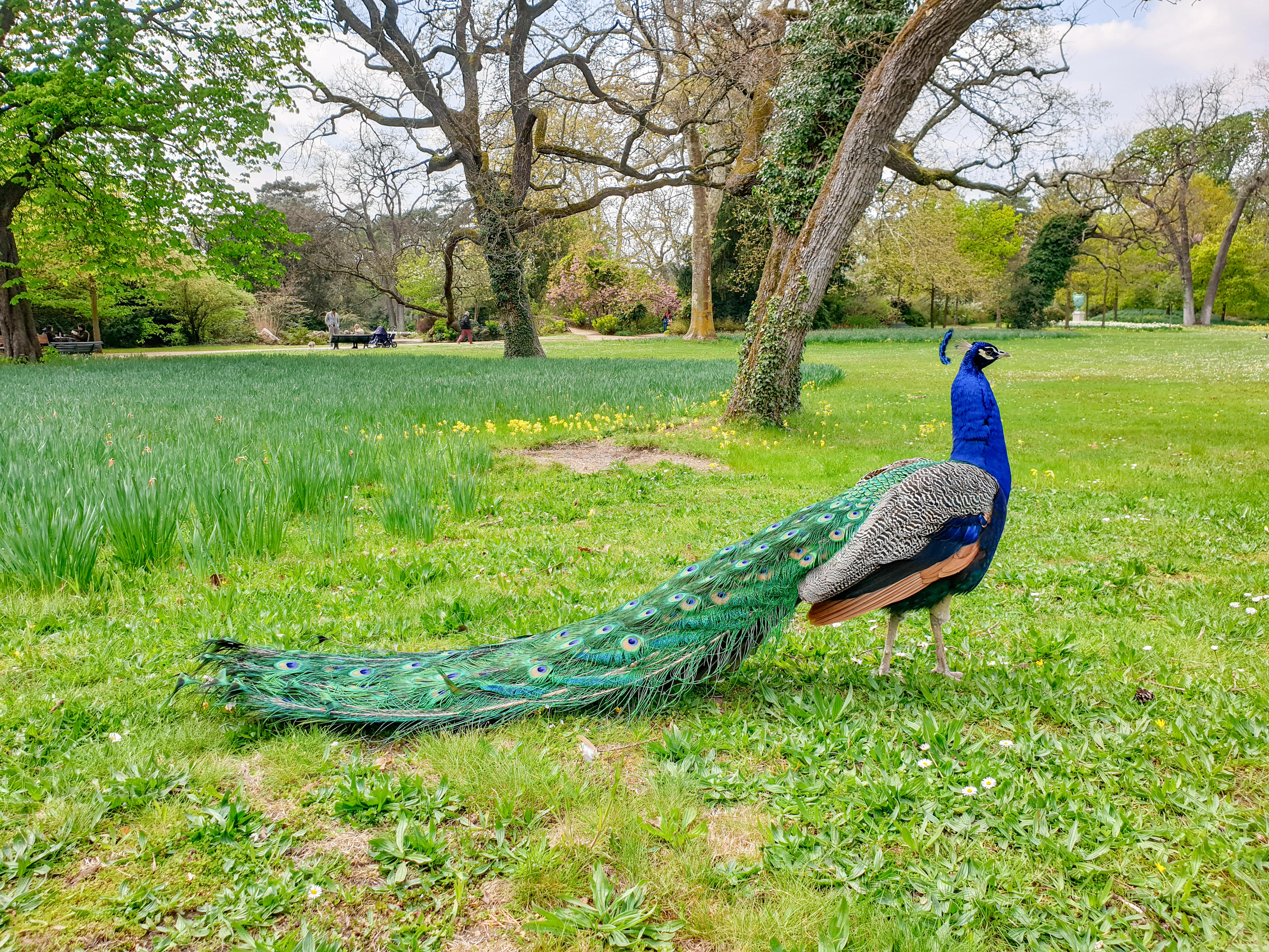 Peacock Paradise