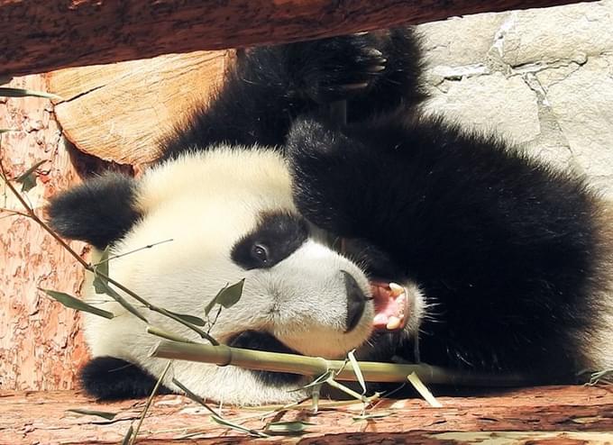 Moscow Zoo