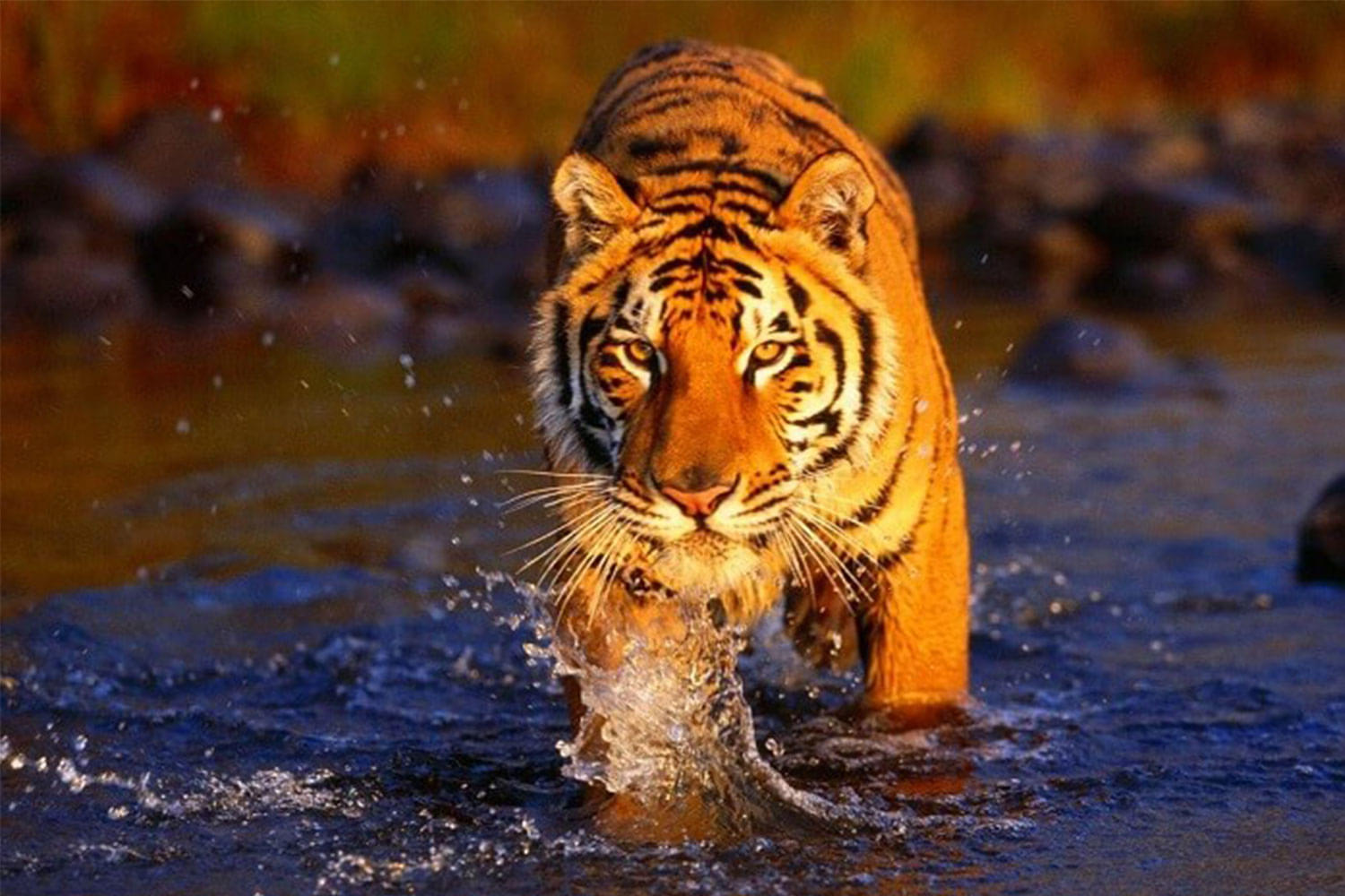 Have an amazing experience of exploring the Sariska Tiger Reserve