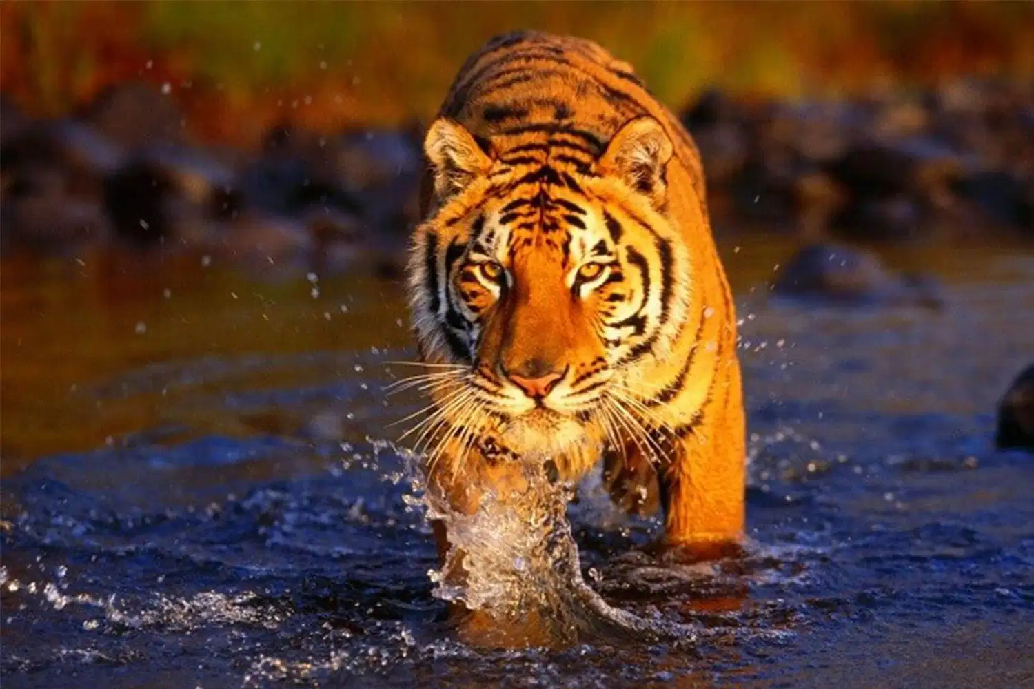 Sariska Weekend Tour from Delhi