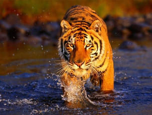 Have an amazing experience of exploring the Sariska Tiger Reserve