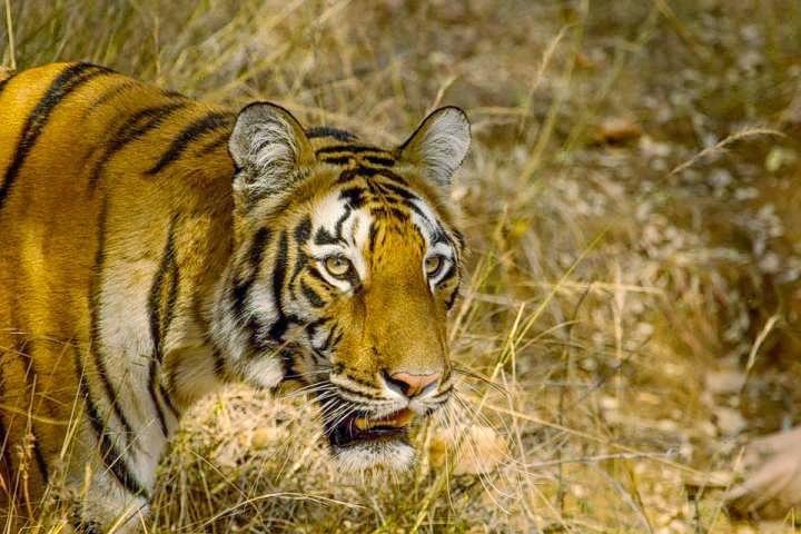 Pench National Park Day Tour Image