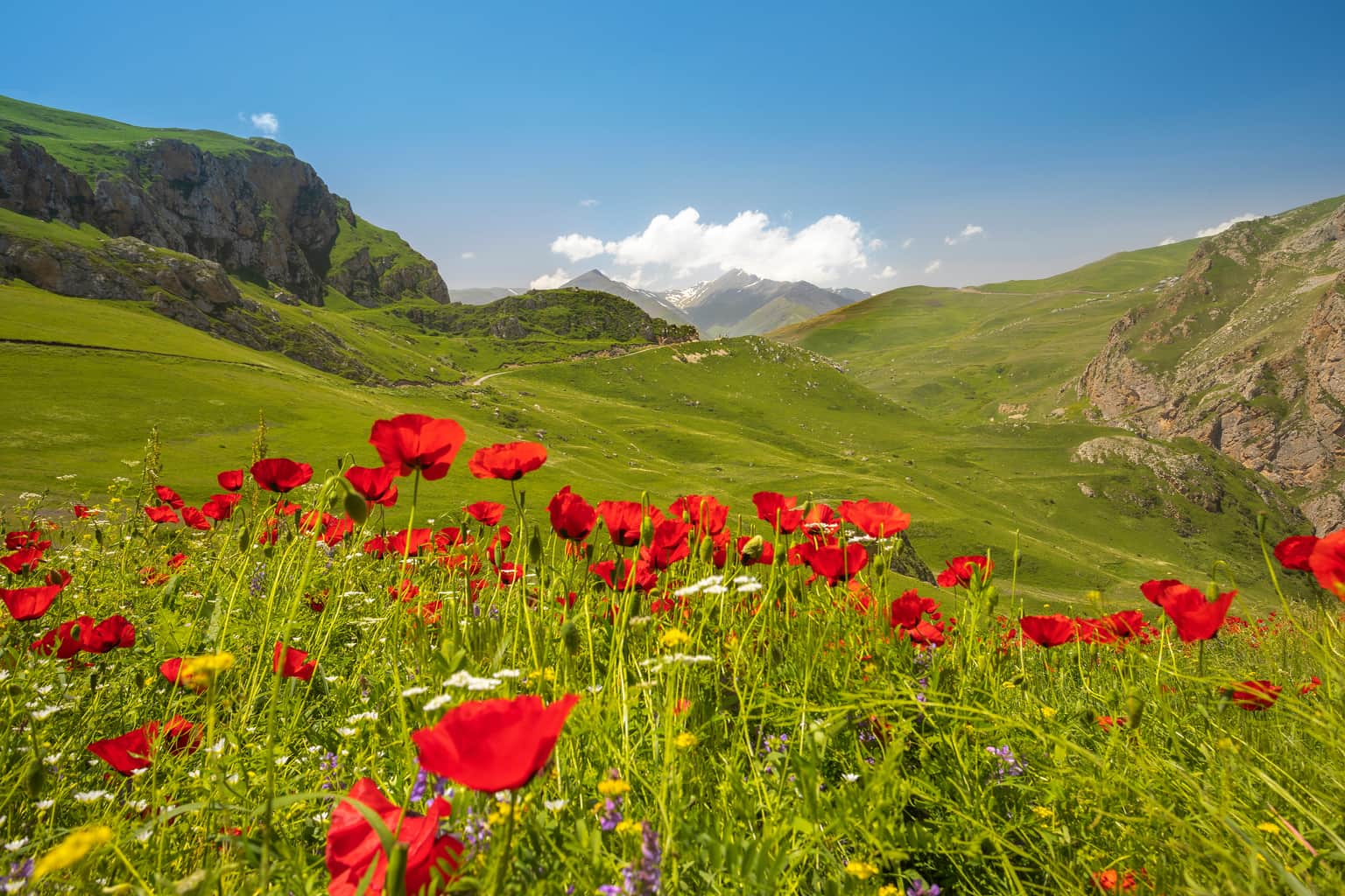 Vibrant red poppy field in the lush green mountains of Azerbaijan.