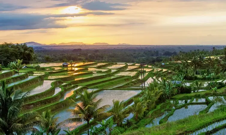 Lush Green Paddy Fields