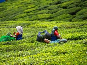 Tea Plantation, Munnar