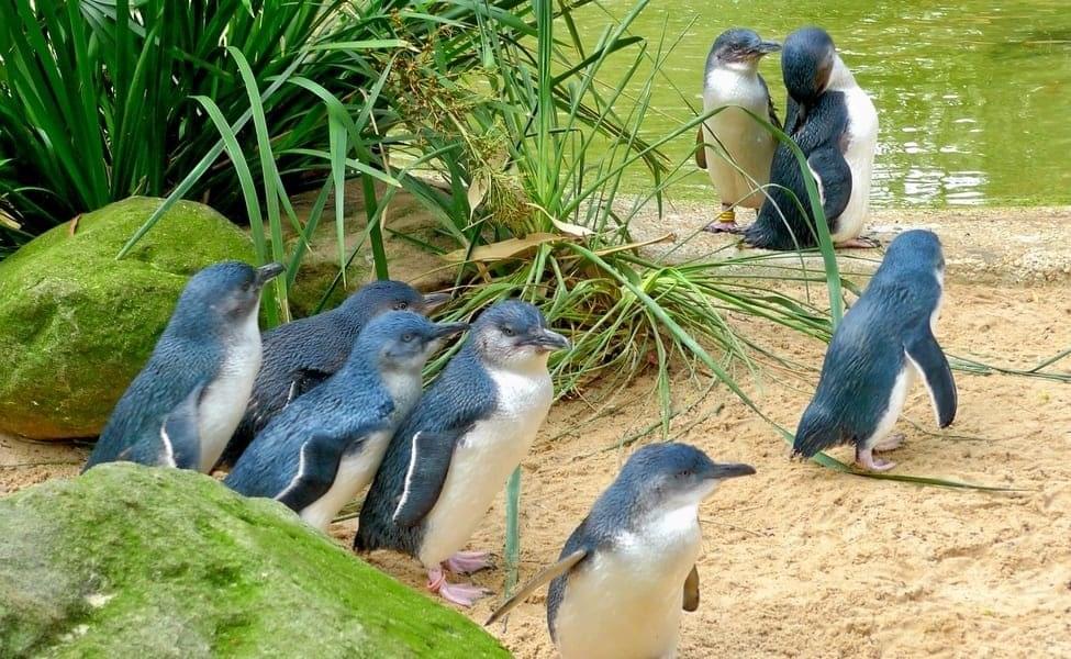 Philip Island Penguin Parade