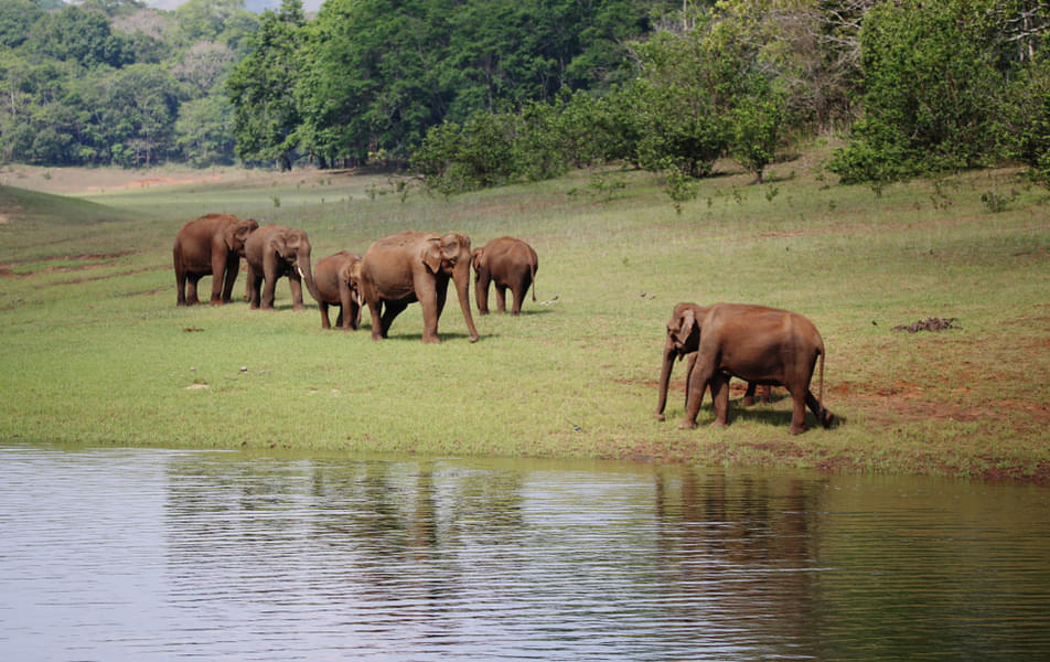 Thekkady Tour Package from Chennai Image
