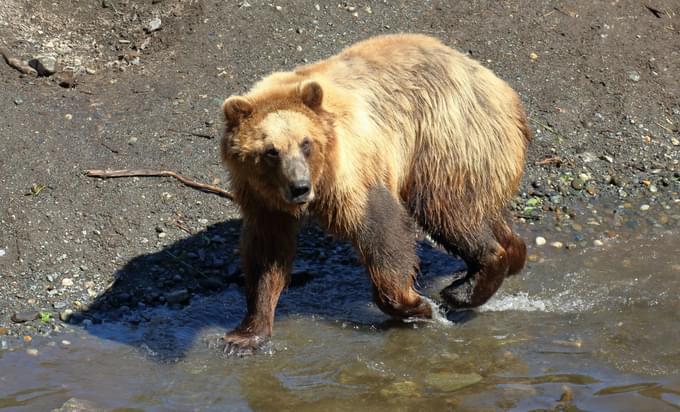 Bear Philadelphia in Zoo